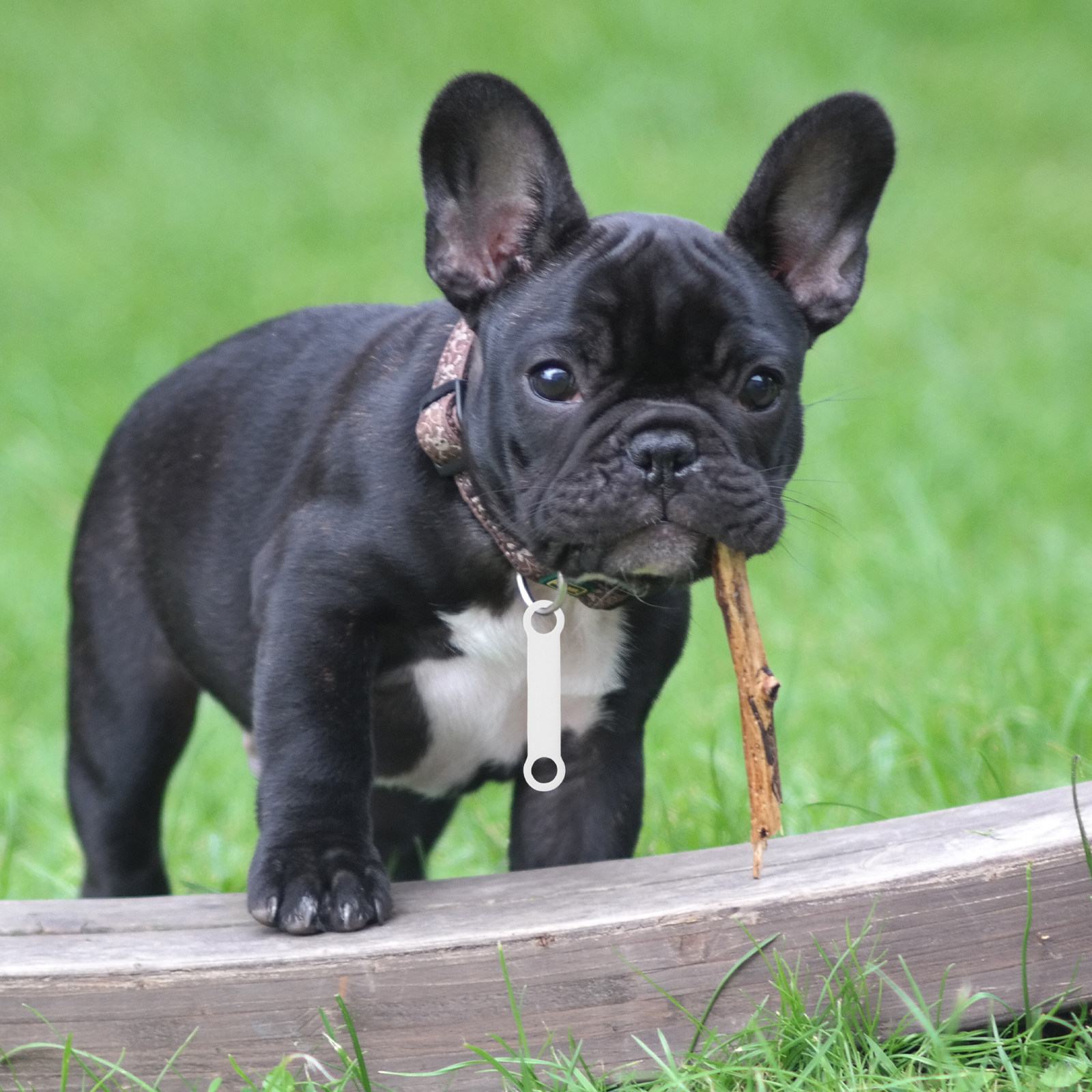 6 Stück Silikon-Hundemarkenhal – Silicone Band Replacement Bewertung und Preis